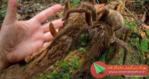 بزرگترین عنکبوت جهان کشف شد + عکس